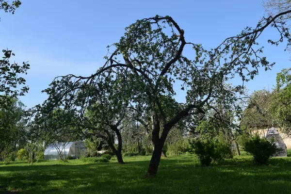 Augļu koku kopšana